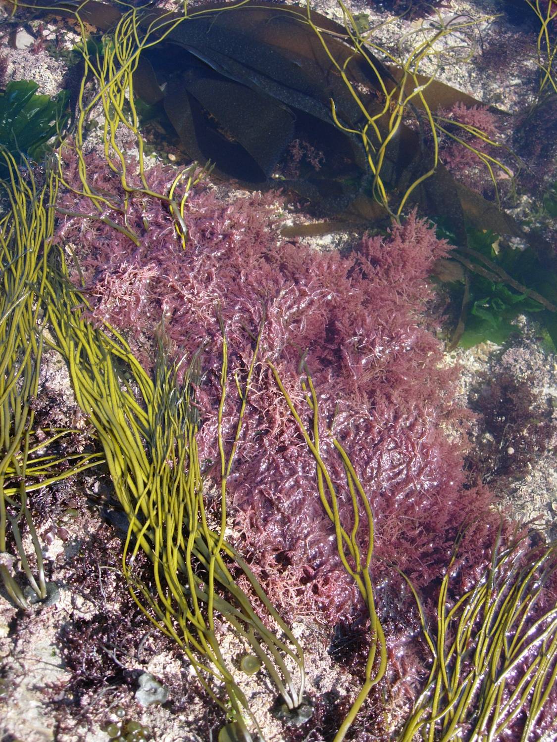 Harpoon Weed